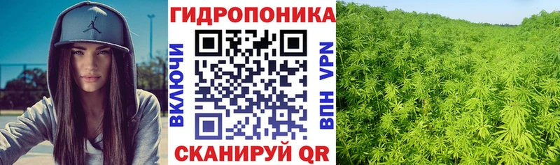 Конопля VHQ  Каргополь 